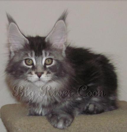 maine coon kitten