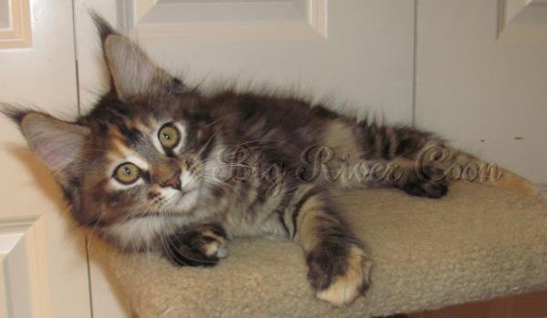 maine coon kitten