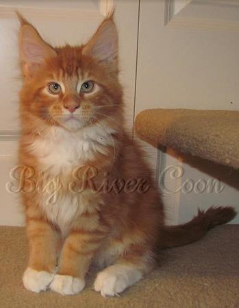 maine coon kitten