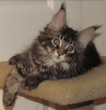 maine coon kitten