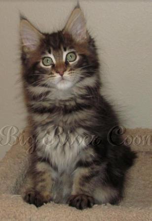 maine coon kitten