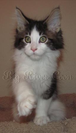 maine coon kitten