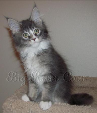 maine coon kitten