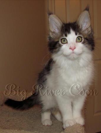 maine coon kitten