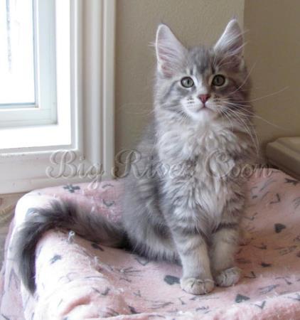 maine coon kitten