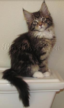 maine coon kitten