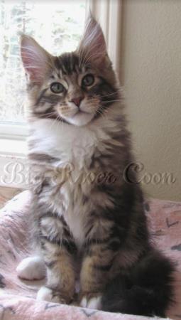 maine coon kitten