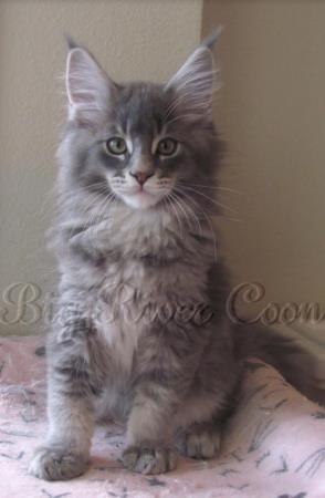 maine coon kitten