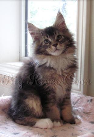 maine coon kitten