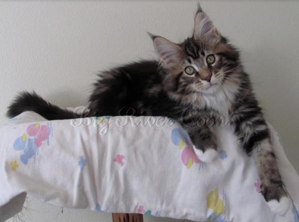 maine coon kitten