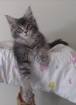 maine coon kitten