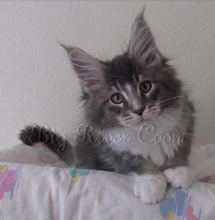 maine coon kitten