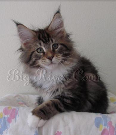 maine coon kitten