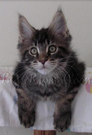 maine coon kitten