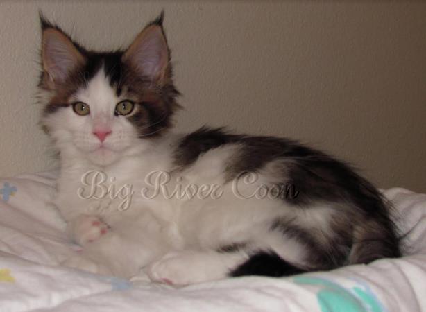 maine coon kitten