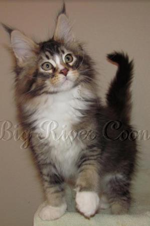 Maine coon Kittens