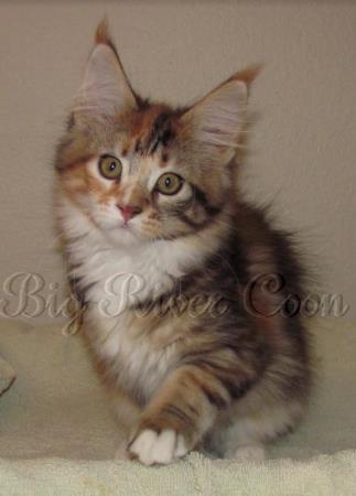 Maine coon Kittens