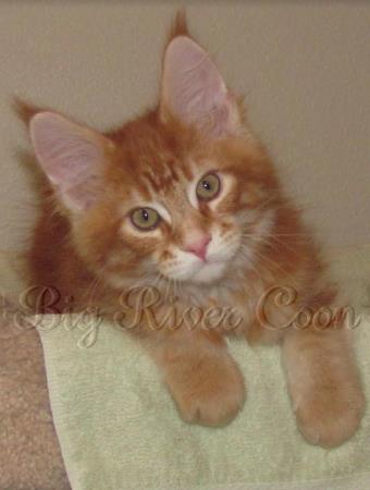 Maine coon Kittens