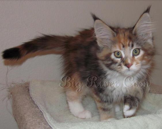 Maine coon Kittens