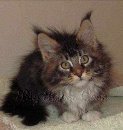 Maine coon Kittens