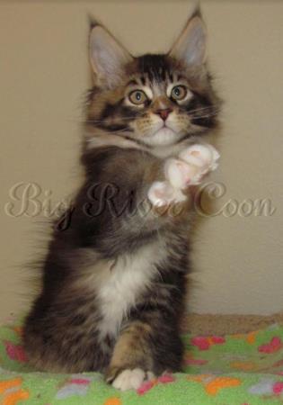 Maine coon Kittens