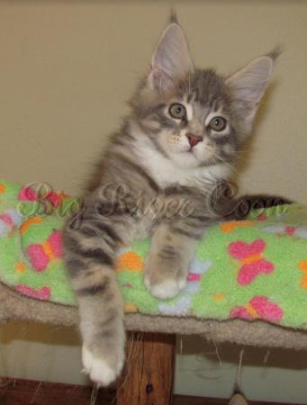 Maine coon Kittens