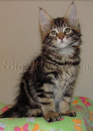 Maine coon Kittens