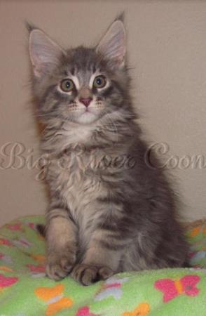 Maine coon Kittens