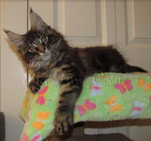 maine coon kitten