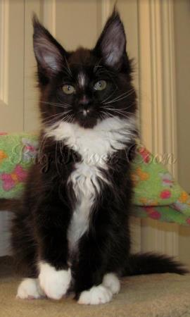 maine coon kitten