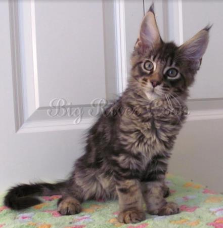 maine coon kitten