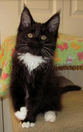 maine coon kitten