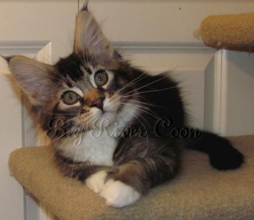 Maine Coon Kittens