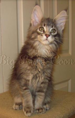 Maine Coon Kittens