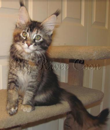 Maine Coon Kittens