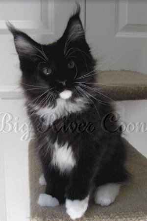 Maine Coon Kitten