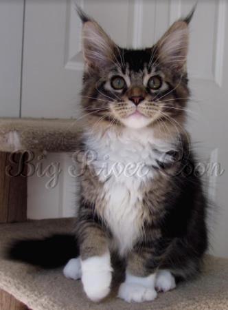 Maine Coon Kitten