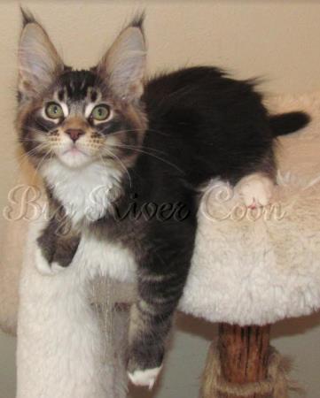 maine coon kitten