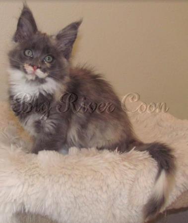 maine coon kitten