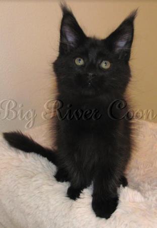 maine coon kitten