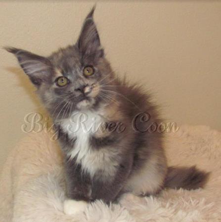 maine coon kitten