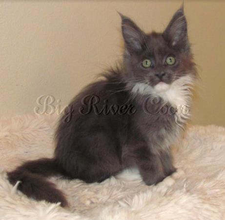 maine coon kitten