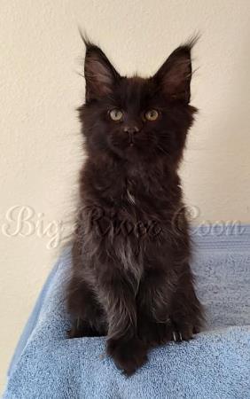 maine coon kitten