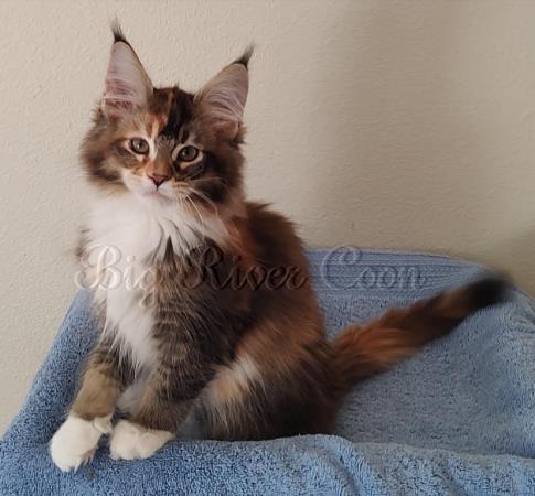 maine coon kitten