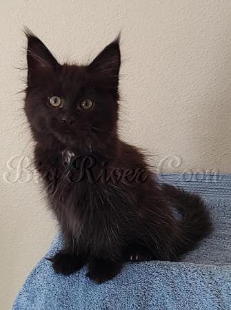 maine coon kitten