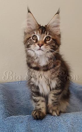 maine coon kitten