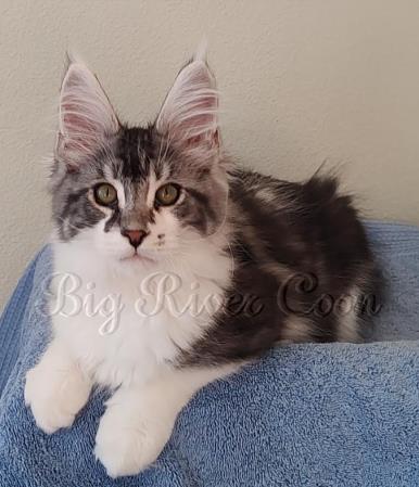 maine coon kitten