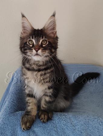 maine coon kitten