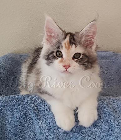 maine coon kitten