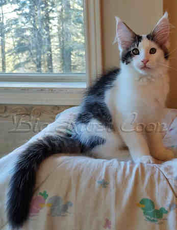Maine Coon kitten